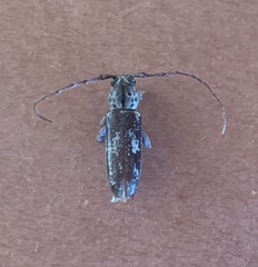 Elaphidion mimeticum