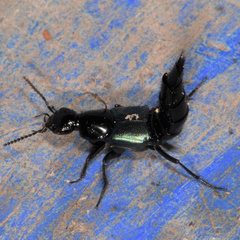 Philonthus caeruleipennis