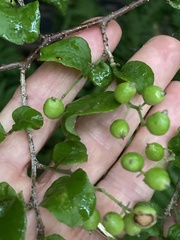 Symplocos paniculata