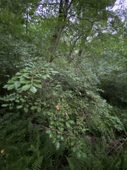 Symplocos paniculata