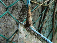 Dasychira chekiangensis