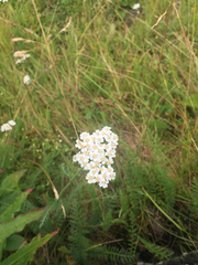 Achillea millefolium