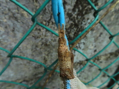 Dasychira chekiangensis