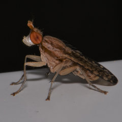 Trypetoptera canadensis