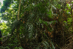 Laccosperma secundiflorum