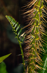 Laccosperma secundiflorum