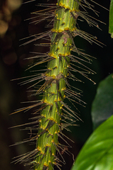 Laccosperma secundiflorum
