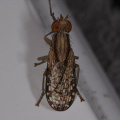 Trypetoptera canadensis