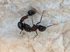 Camponotus barbaricus