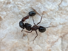Camponotus barbaricus