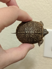 Terrapene ornata