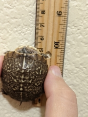 Terrapene ornata