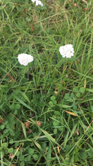 Achillea millefolium