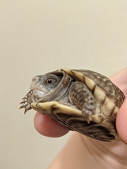 Terrapene ornata