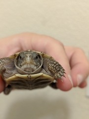 Terrapene ornata