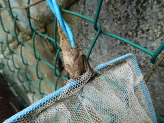 Dasychira chekiangensis