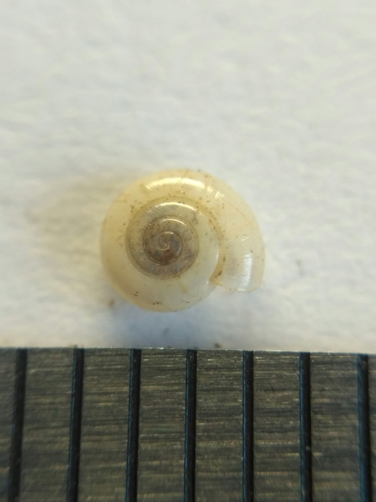 Taurinellushka