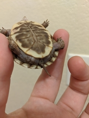 Terrapene ornata