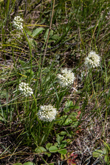 Allium stellerianum