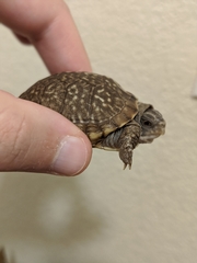 Terrapene ornata