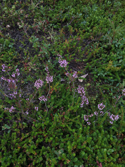 Calluna vulgaris