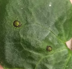 Puccinia asarina