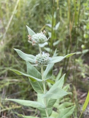 Pycnanthemum californicum