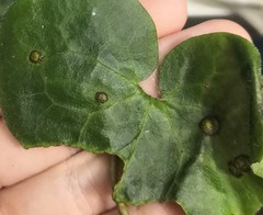 Puccinia asarina