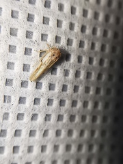 Agalliina