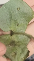 Puccinia asarina