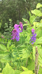 Vicia cracca