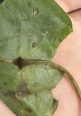 Puccinia asarina