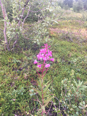 Chamaenerion angustifolium