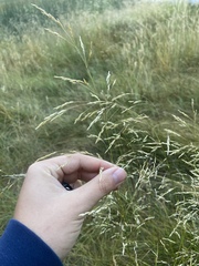 Deschampsia