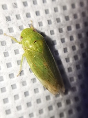 Obtusana