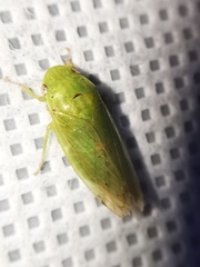 Obtusana