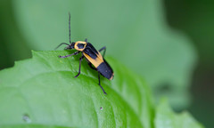 Chauliognathus distinguendus