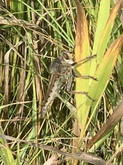 Promachus vertebratus