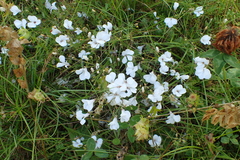 Linum suffruticosum