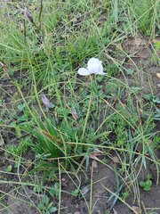 Aristea cantharophila