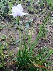 Aristea cantharophila