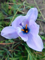 Aristea cantharophila