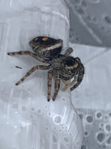 Bold Jumping Spider photographed in South Dakota