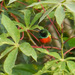 Tiny Sunbird - Photo (c) 116916927065934112165, some rights reserved (CC BY), uploaded by 116916927065934112165
