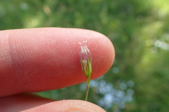 Linum suffruticosum