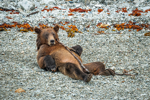 Brown bear