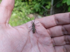 Monochamus marmorator