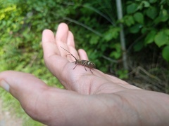 Monochamus marmorator