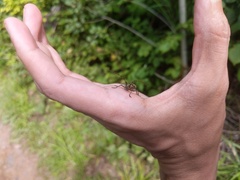 Monochamus marmorator