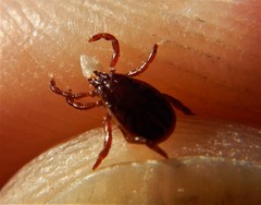 Rhipicephalus sanguineus